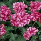 25 Seeds Precision Burgundy Ice Ivy Leaf Geranium Seeds For Garden Fresh For Garden