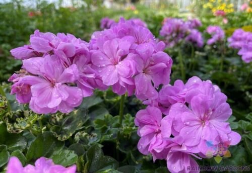 25 Seeds Precision Dark Lavender Ivy Leaf Geranium Seeds For Garden Fresh For Garden
