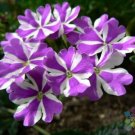 25 Seeds Precision Purple And White Ivy Leaf Geranium Seeds Fresh For Garden