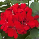 25 Seeds Precision Scarlet Red Ivy Leaf Geranium Seeds For Garden Fresh For Garden 25 Seeds Precision Scarlet Red Ivy Leaf Geranium Seeds For Garden Fresh For Garden