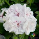 25 Seeds Precision White Red Eye Ivy Leaf Geranium Seeds For Garden Fresh For Garden