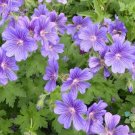 25 Seeds Purple Cranesbill Magnificum Geranium Seeds For Garden Fresh For Garden