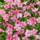 25 Seeds Rose Clair Geranium Seeds For Garden Planting Fresh For Garden