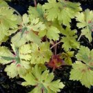 25 Seeds Spring Fling Geranium Seeds For Garden Planting Fresh For Garden