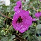 25 Seeds Subcaulescens Geranium Seeds For Garden Planting Fresh For Garden