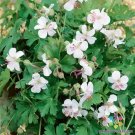 25 Seeds Harz Geranium Seeds For Garden Planting Fresh For Garden