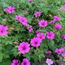 25 Seeds Elworthy Eyecatcher Geranium Seeds For Garden Fresh For Garden