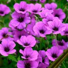 25 Seeds Anne Thomson Geranium Seeds For Garden Planting Fresh For Garden