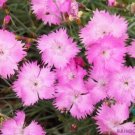 200 Seeds Alpine Pink Carnation Seeds For Garden Planting Fresh For Garden 200 Seeds Alpine Pink Carnation Seeds For Garden Planting Fresh For Garden