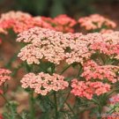 200 Seeds Apricot Delight Carnation Seeds For Garden Planting Fresh For Garden