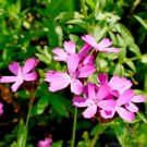 200 Seeds Carthian Pink Carnation Seeds For Garden Planting Fresh For Garden