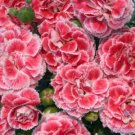 200 Seeds Coral Reef Carnation Seeds For Garden Planting Fresh For Garden