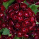 200 Seeds Crimson Sweet William Carnation Seeds For Garden Fresh For Garden