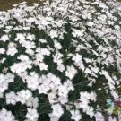 200 Seeds Dianth Greystone Carnation Seeds For Garden Fresh For Garden