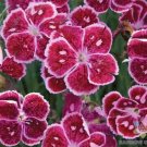 200 Seeds Everlast Lavender Lace Carnation Seeds For Garden Fresh For Garden
