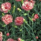 200 Seeds Helen Carnation Seeds For Garden Planting Fresh For Garden