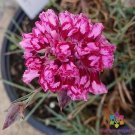 200 Seeds Laced Romeo Carnation Seeds For Garden Planting Fresh For Garden