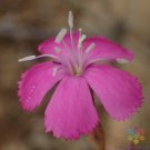 200 Seeds Lesotho Pink Carnation Seeds For Garden Planting Fresh For Garden