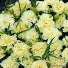 200 Seeds Marie Chabaud Carnation Seeds For Garden Planting Fresh For Garden