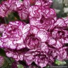 200 Seeds Purple Pixie Carnation Seeds For Garden Planting Fresh For Garden 200 Seeds Purple Pixie Carnation Seeds For Garden Planting Fresh For Garden
