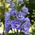 200 Seeds Aurora Lavender Delphinium Seeds For Garden Planting Fresh For Garden
