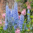 200 Seeds Blue Bell Delphinium Seeds For Garden Planting Fresh For Garden
