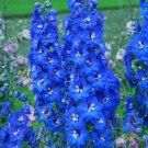 200 Seeds Cobalt Dreams Delphinium Seeds For Garden Planting Fresh For Garden