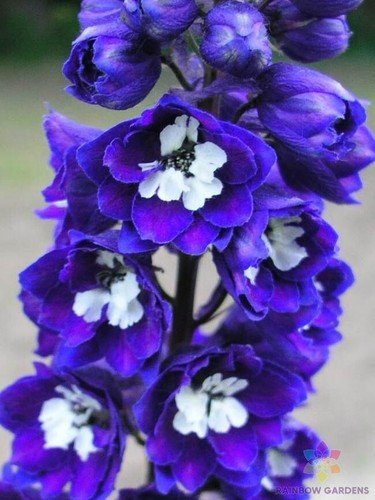 200 Seeds Dark Blue And White Bee Delphinium Seeds For Garden Fresh For Garden