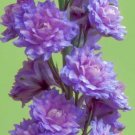 200 Seeds Highlander Blueberry Pie Delphinium Seeds For Garden Fresh For Garden