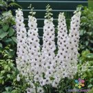 200 Seeds Magic Fountains White Bee Delphinium Seeds For Garden Fresh For Garden