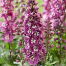200 Seeds Pink And White Bee Delphinium Seeds For Garden Fresh For Garden 200 Seeds Pink And White Bee Delphinium Seeds For Garden Fresh For Garden