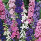 200 Seeds Rocket Tall Mix Delphinium Seeds For Garden Planting Fresh For Garden