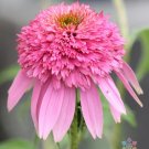 200 Seeds Butterfly Kisses Rudbeckia Seeds For Garden Planting Fresh For Garden
