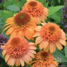 200 Seeds Cantaloupe Rudbeckia Seeds For Garden Planting Fresh For Garden