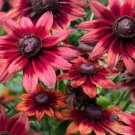 200 Seeds Cherry Brandy Rudbeckia Seeds For Garden Planting Fresh For Garden