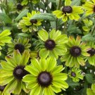 200 Seeds Enchanted Forest Rudbeckia Seeds For Garden Planting Fresh For Garden