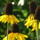 200 Seeds Giant Coneflower Rudbeckia Seeds For Garden Planting Fresh For Garden
