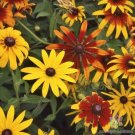 200 Seeds Gloriosa Mix Rudbeckia Seeds For Garden Planting Fresh For Garden