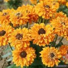 200 Seeds Goldilocks Rudbeckia Seeds For Garden Planting Fresh For Garden