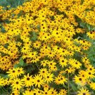 200 Seeds Goldsturm Rudbeckia Seeds For Garden Planting Fresh For Garden