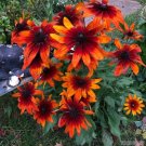 200 Seeds Gypsy Chycks Rudbeckia Seeds For Garden Planting Fresh For Garden