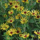200 Seeds Little Henry Rudbeckia Seeds For Garden Planting Fresh For Garden