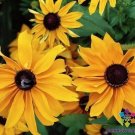 200 Seeds Marmalade Rudbeckia Seeds For Garden Planting Fresh For Garden