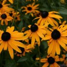 200 Seeds Orange Coneflower Rudbeckia Seeds For Garden Fresh For Garden