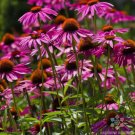 200 Seeds Pink Coneflower Rudbeckia Seeds For Garden Planting Fresh For Garden