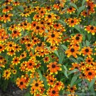 200 Seeds Prairie Glow Rudbeckia Seeds For Garden Planting Fresh For Garden