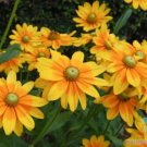200 Seeds Prairie Sun Rudbeckia Seeds For Garden Planting Fresh For Garden 200 Seeds Prairie Sun Rudbeckia Seeds For Garden Planting Fresh For Garden