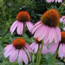 200 Seeds Purple Coneflower Rudbeckia Seeds For Garden Fresh For Garden