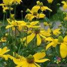 200 Seeds Shiny Coneflower Rudbeckia Seeds For Garden Planting Fresh For Garden