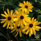 200 Seeds Sweet Coneflower Rudbeckia Seeds For Garden Planting Fresh For Garden